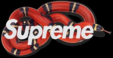 supreme gucci snake box logo